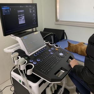 Color Doppler Ultrasound Para sa Veterinary vDult T6