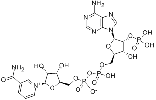 CAS:53-59-8 |Trifosfopyridinový nukleotid