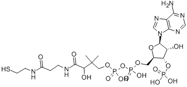 CAS:85-61-0 | Coenzyme A