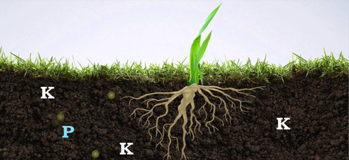 The reaction of applying potassium sulfate in different soils and the matters needing attention: