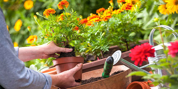 Can I use potassium sulfate compound fertilizer for growing flowers?