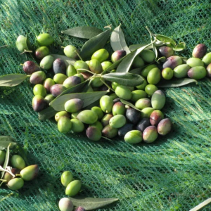 High Quality Tear Resistant Olive/Nut Harvest Net