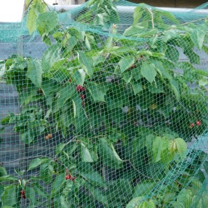 Garden orchard covering net helps fruit and vegetables grow