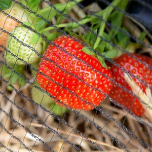 Strawberry support cover protect net