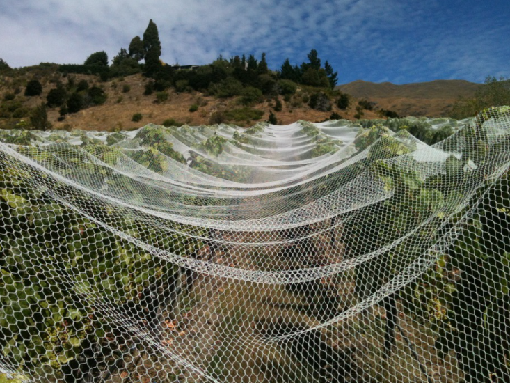 Setting up bird nets is an important measure to prevent bird damage in vineyards