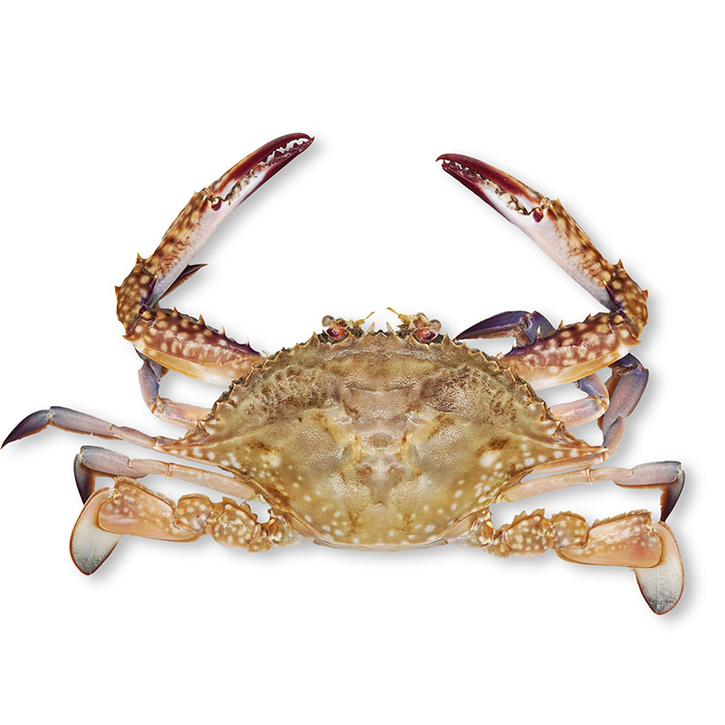 Good Quality Layang Scad Whole Round - Blue Swimming crab – Makefood