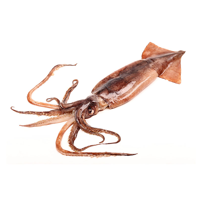 Squid Featured Image