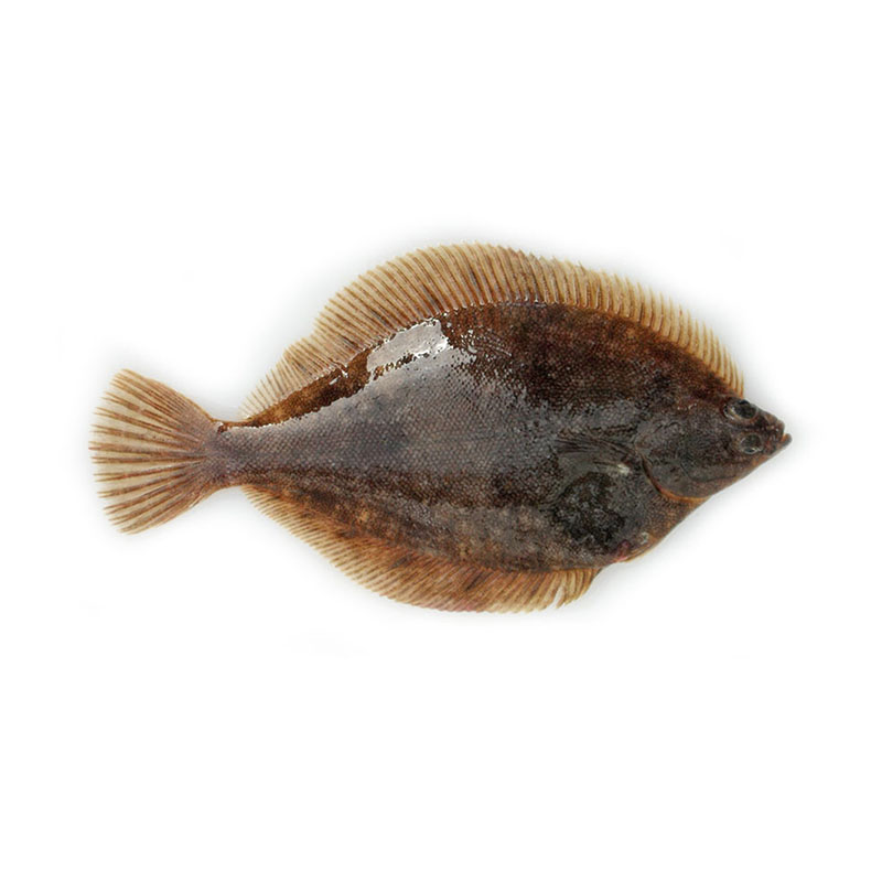 OEM/ODM Supplier Frozen Monkfish Chunk - Rock Sole – Makefood