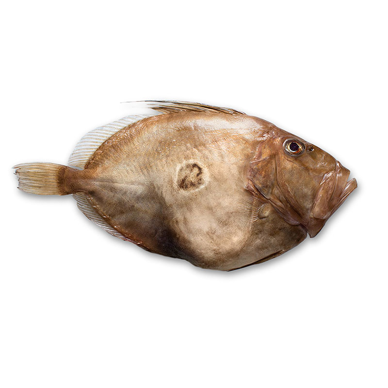 OEM Supply Frozen Monkfish Tail Portion - John Dory – Makefood