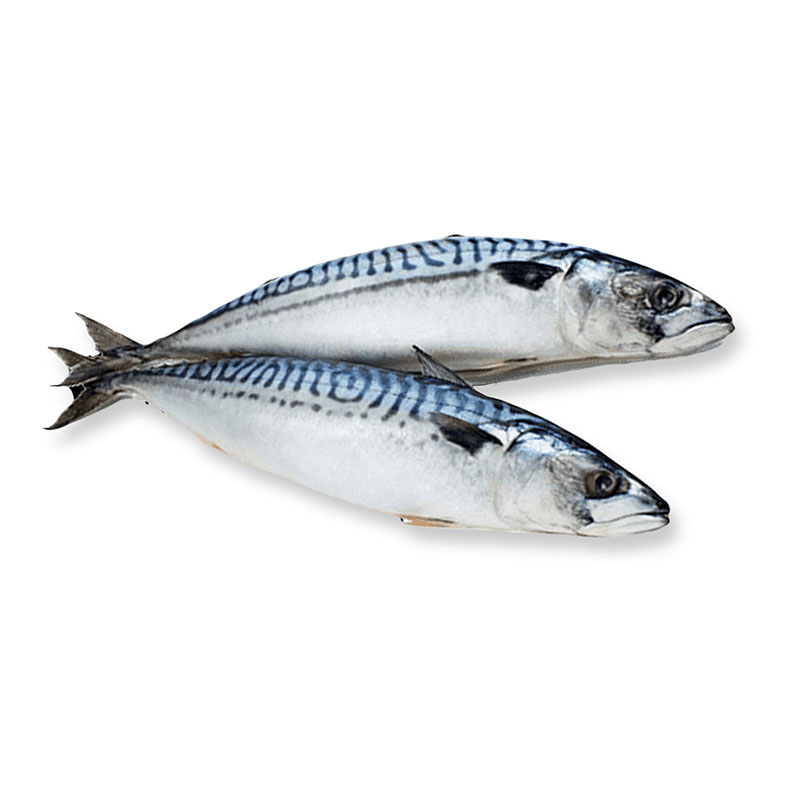 Professional China Grey Mullet Gs - Pacific Mackerel – Makefood