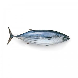 Скипджак риба тон