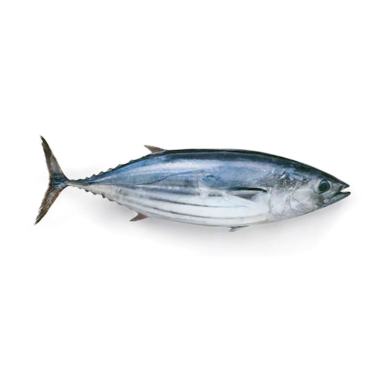 Skipjack Tuna Featured Image