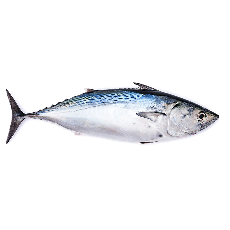 2021 High quality Frozen Grey Mullet Supplier - Bonito – Makefood