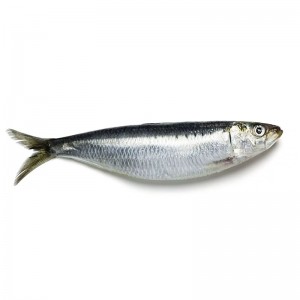 Wholesale Price Landfrozen Mackerel - Sardine – Makefood