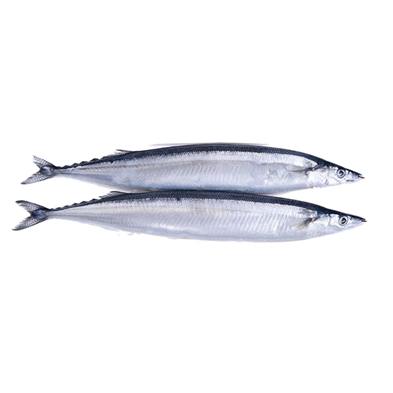 Pacific Saury Featured Image