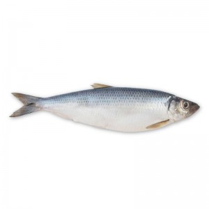 2021 Good Quality Chinese Grey Mullet - Herring – Makefood