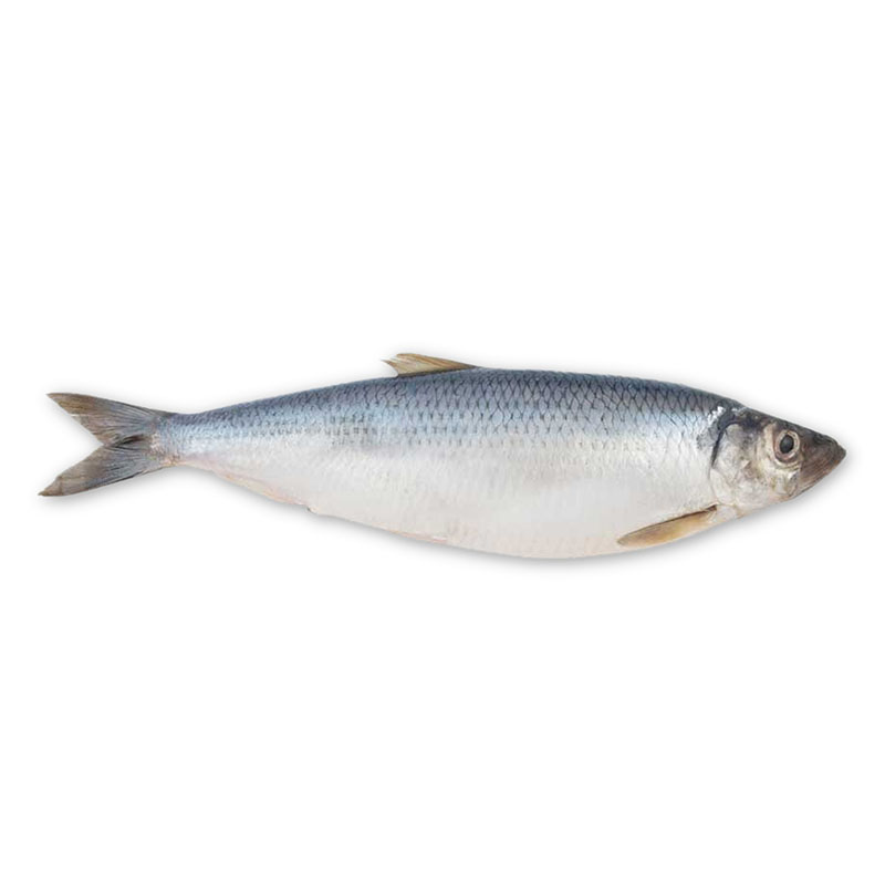 Good quality Pacific Mackerel Exporter In China - Herring – Makefood