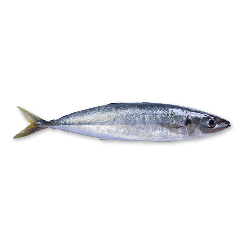 Factory wholesale Seafrozen Pacific Mackerel - Layang Scad – Makefood Featured Image
