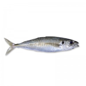 China Cheap price Chinese Grey Mullet Supplier - Round Scad – Makefood
