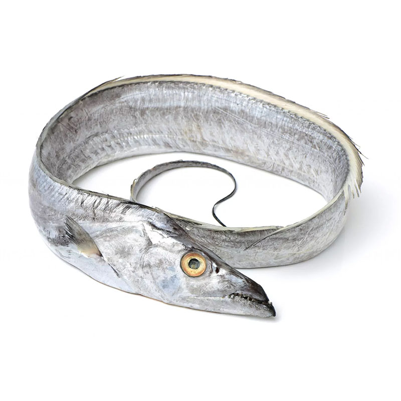 OEM/ODM China Frozen Pacific Mackerel - Ribbonfish – Makefood