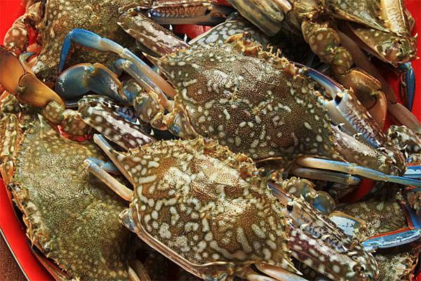 Gulf of Mexico crabbers keeping an eye on nearby states in light of tight supply in early 2021