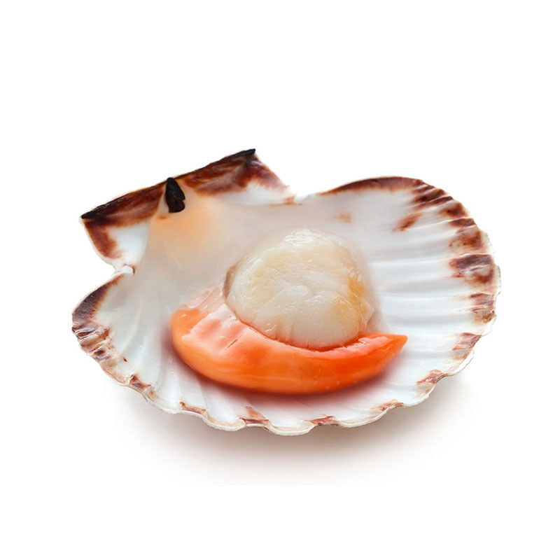 2021 New Style Red Pacu - Bay Scallop – Makefood