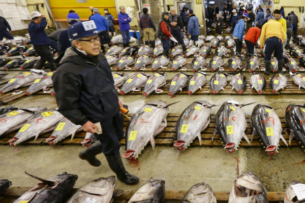 Jenin arvon pudotus aktivoi Japanin kalastuksen turvaverkkojärjestelmän