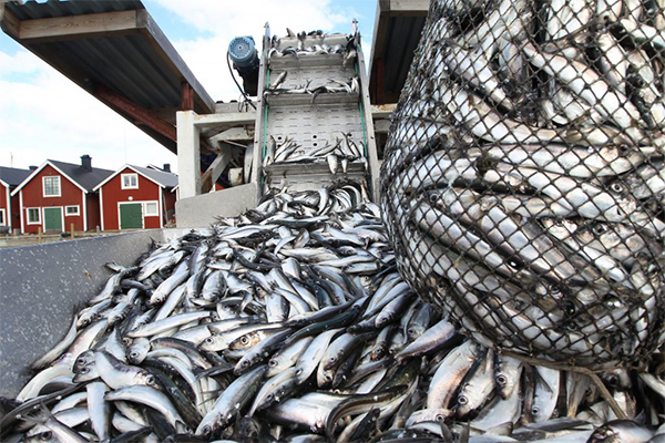 FAO: Global seafood trade has slowed
