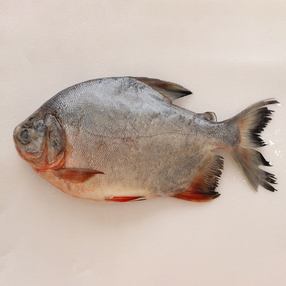 Frozen Red Pacu Whole Round Featured Image