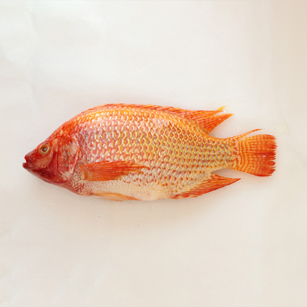 Frozen-Red-Tilapia-Whole-Round