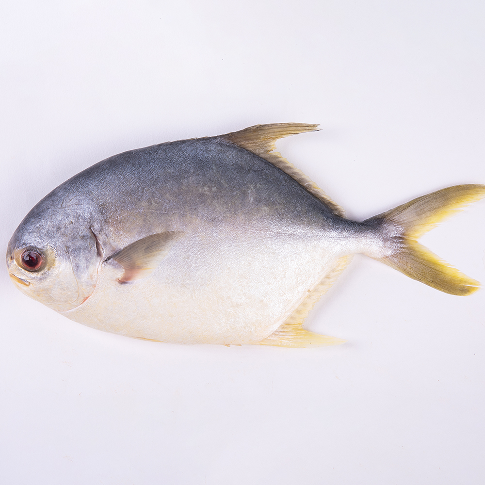 Frozen Gouden pompano Whole Round Featured Image