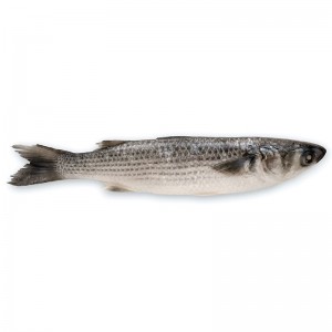 Good quality Pacific Mackerel Exporter In China - Grey Mullet – Makefood