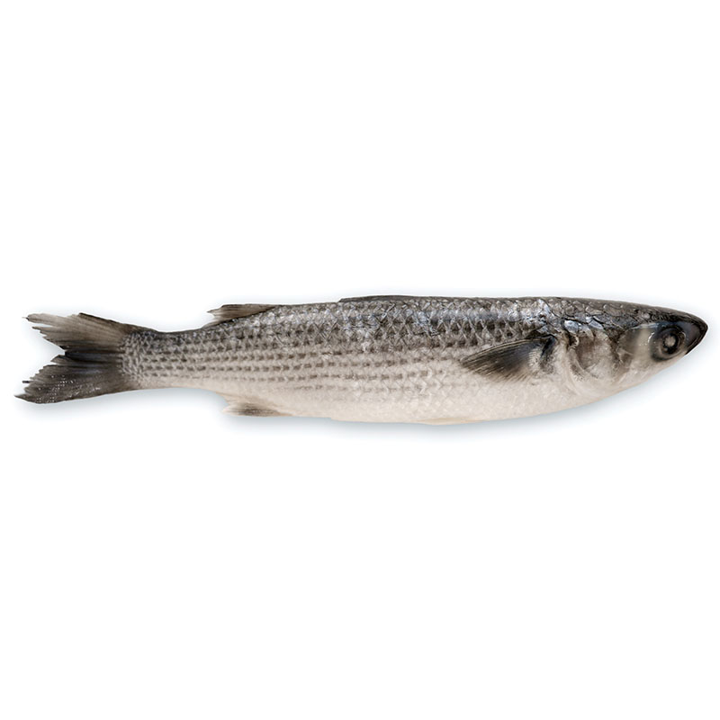 Professional China Chinese Frozen Red Drum Supplier - Grey Mullet – Makefood