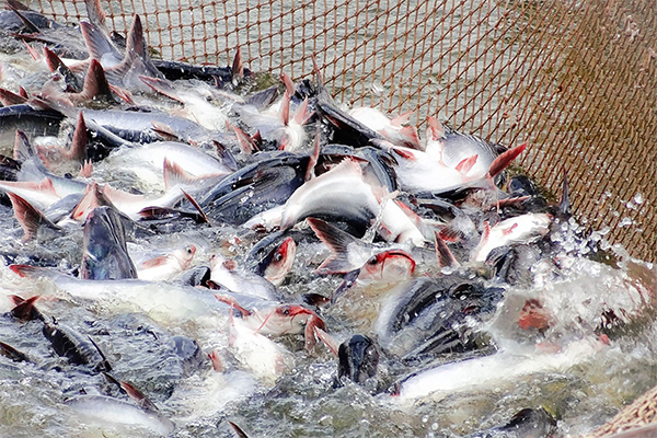 Inflation, rising costs making Vietnam’s pangasius farmers hesitant to stock ponds