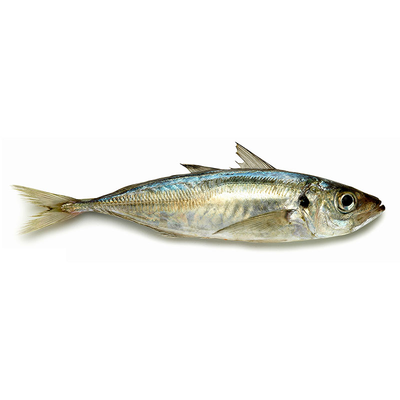 Cheap price Indian Mackerel – Jack Mackerel – Makefood