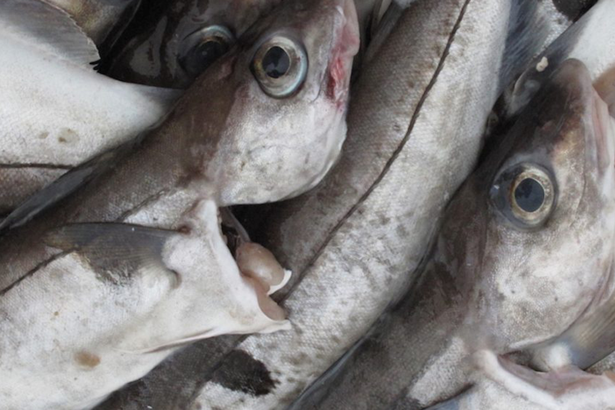 New England council seeks boost in haddock quota to avoid shutdown