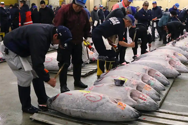Japanin suosituimman tonnikalan hinta korostaa maan toipumista Covid-19:stä