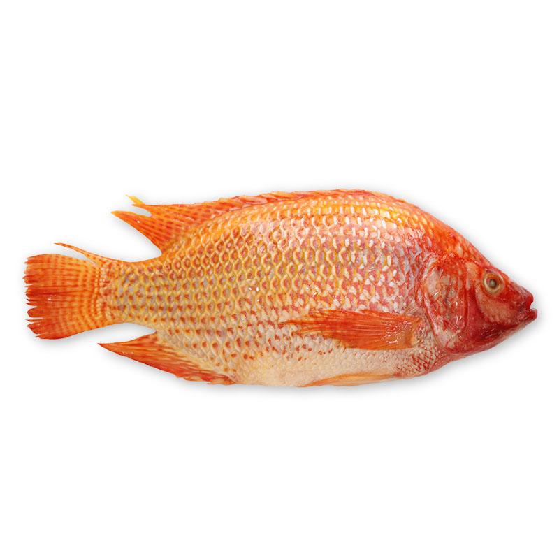 Red tilapia Featured Image