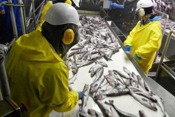 Venäläiset kala- ja äyriäisyritykset investoivat ohjelmiin ammattitaitoisen työvoiman puutteen kompensoimiseksi
