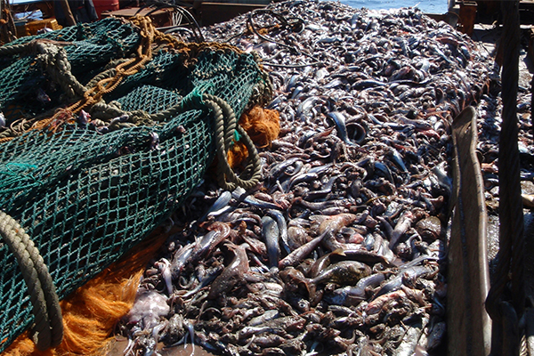 Russian seafood industry at crossroads as large companies seek market control