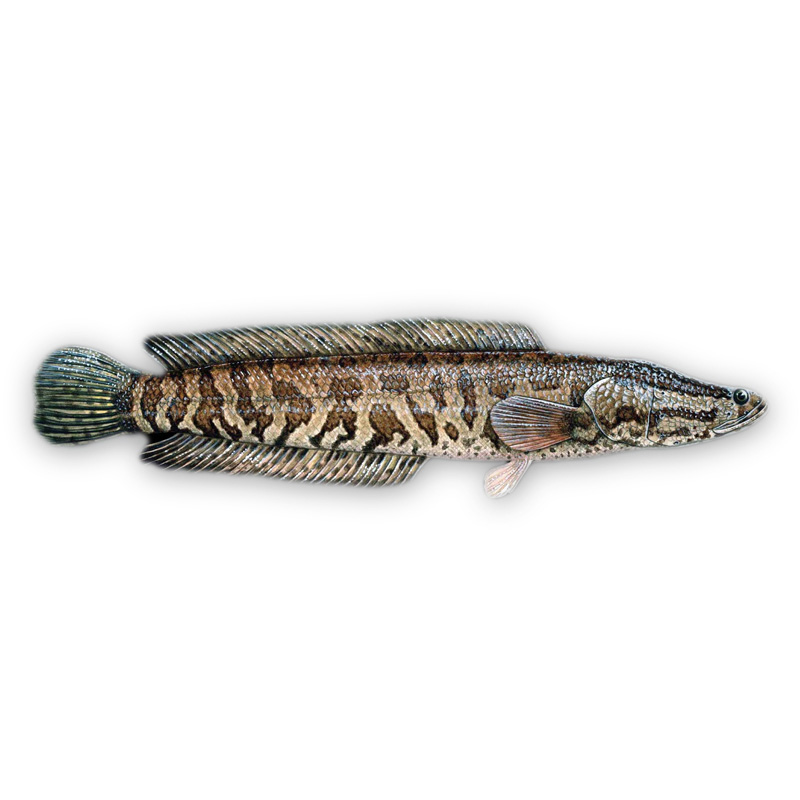 China Cheap price Barramundi - Snakehead fish – Makefood