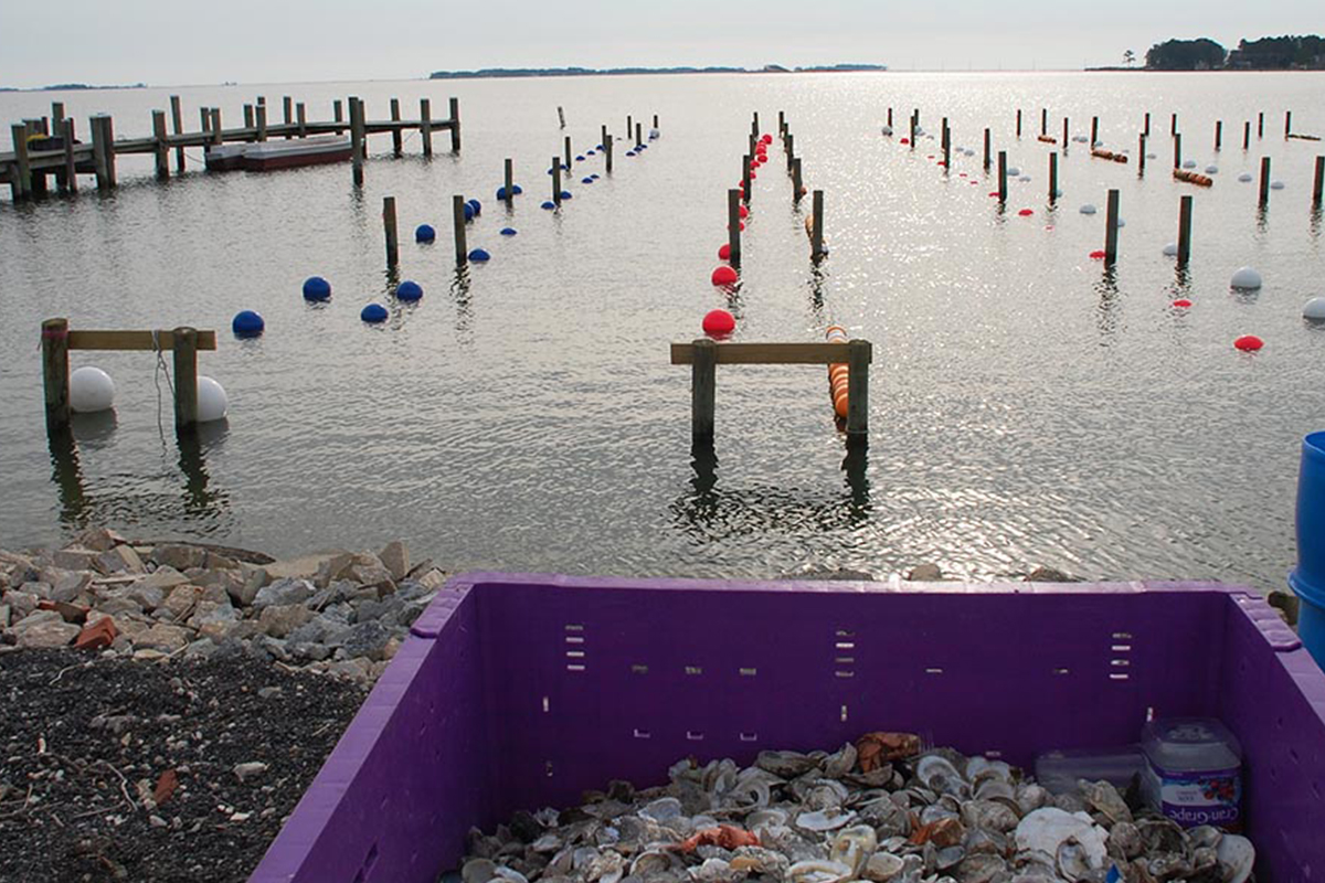 Oyster Aquaculture and Restorationin tukemiseen myönnetään lisärahoitusta 6,3 miljoonaa dollaria