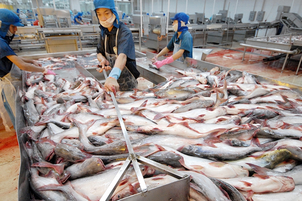 Vietnam suspends pangasius, tuna exports to Russia amid Ukraine war