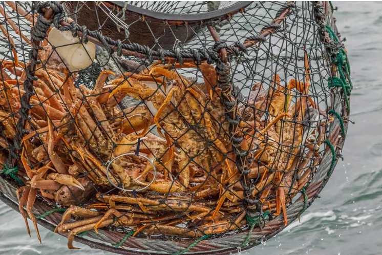 Το αδιέξοδο για το ψάρεμα καβουριών στο χιόνι της Νέας Γης τελειώνει μετά από συμφωνία για την τιμή 2,20 CAD