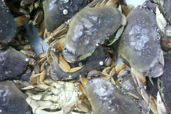 US West Coast Dungeness crab season set for rare on-schedule opening
