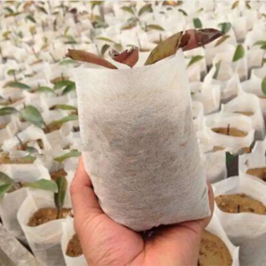 Hot Selling Biodegradable PP Breathable Agricultural Non-Woven Fabric