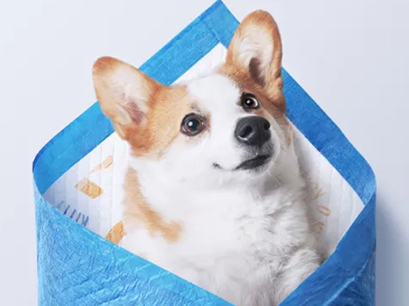 Pet pads have become a must-have for every pet household.