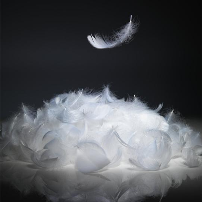 White Goose soft Feather1