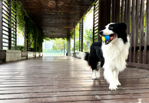 Personalizatu 6,5 cm / 9 cm Giocattoli da masticare per animali domestici Giocattoli interattivi per cani Squeaky Ball