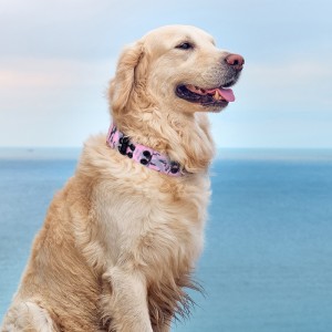 Collaru tatticu per cani ajustabile persunalizatu durable